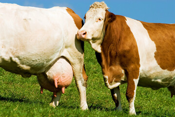 two dairy cows, cattle, on a pasture with big and full udder