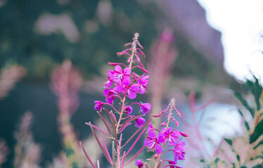 Obraz premium A close up of purple flowers with the lake and mountains on background
