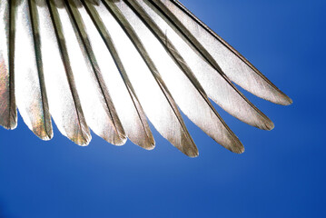 macro, closeup, Detail of wing feathers of a small songbird against blue sky