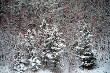 Three snow covered trees