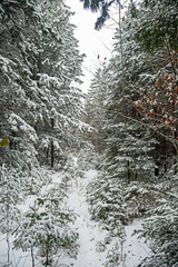 Winter Snowshoeing trail