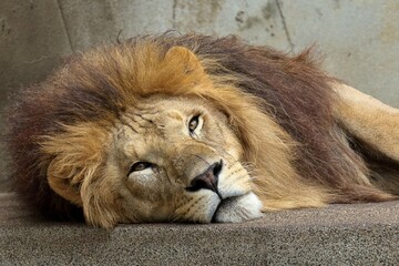 伏せて休むオスのライオンのアップ