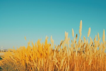 Grain field in sunny weather with blue sky Ai Generative
