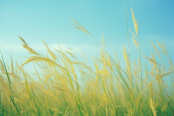 Grain field in sunny weather with blue sky Ai Generative