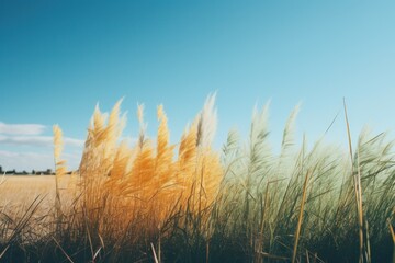 Obraz premium Grain field in sunny weather with blue sky Ai Generative