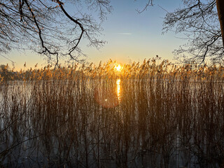 Winter.Evening. Lake. Sunset. Aquatic plants.