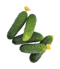 fresh green cucumbers with flowers, natural vegetables organic food isolated 