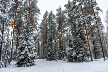 Beautiful snowy forest,  winter landscape in Finland