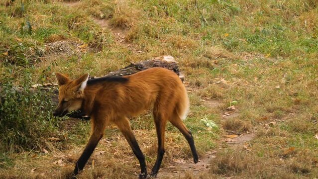 Close view of a maned wolf walking with a dead chicken in his mouth.