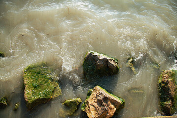 stones covered with a thin layer of green algae in muddy water