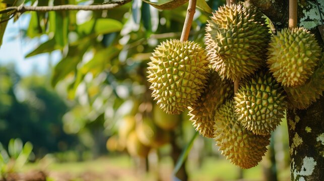 durians on the durian tree in organic durian orchard.