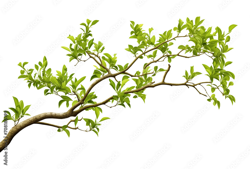 Wall mural tree branch isolated on transparent background