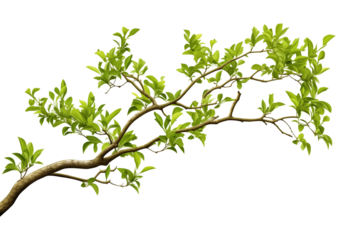 Tree Branch Isolated on Transparent Background
