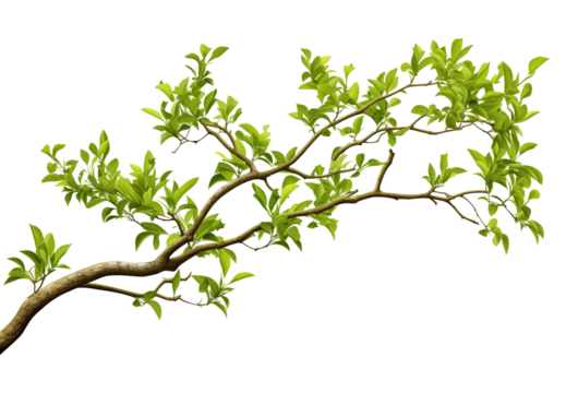 Tree Branch Isolated on Transparent Background
