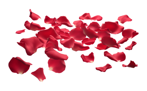Red Rose Petals on Floor Isolated on Transparent Background
