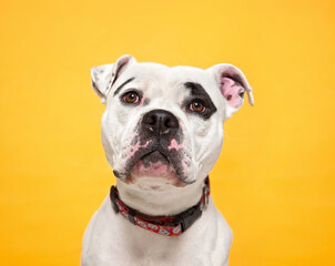 Obraz premium studio shot of a cute dog on an isolated background