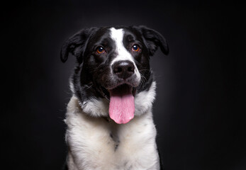 studio shot of a cute dog on an isolated background
