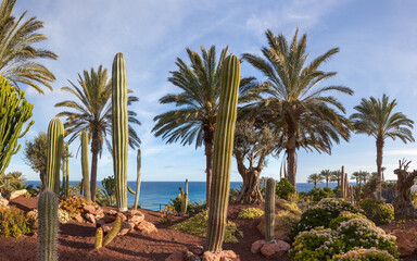 Fototapeta na wymiar Kakteengarten, Fuerteventura