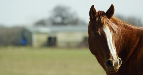 Horse Licking Lips Close Up
