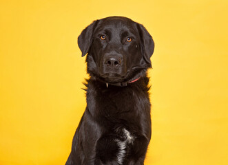 studio shot of a cute dog on an isolated background
