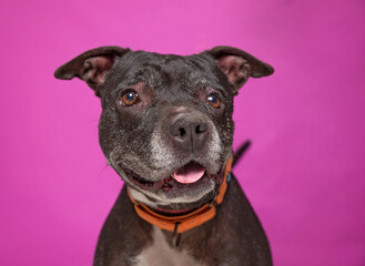 studio shot of a cute dog on an isolated background