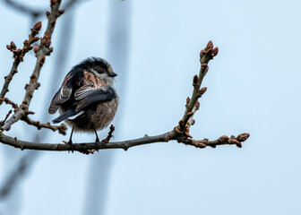 Dublin's Delight - Long-Tailed Tit (Aegithalos caudatus) in Father Collins Park