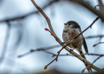 Dublin's Delight - Long-Tailed Tit (Aegithalos caudatus) in Father Collins Park
