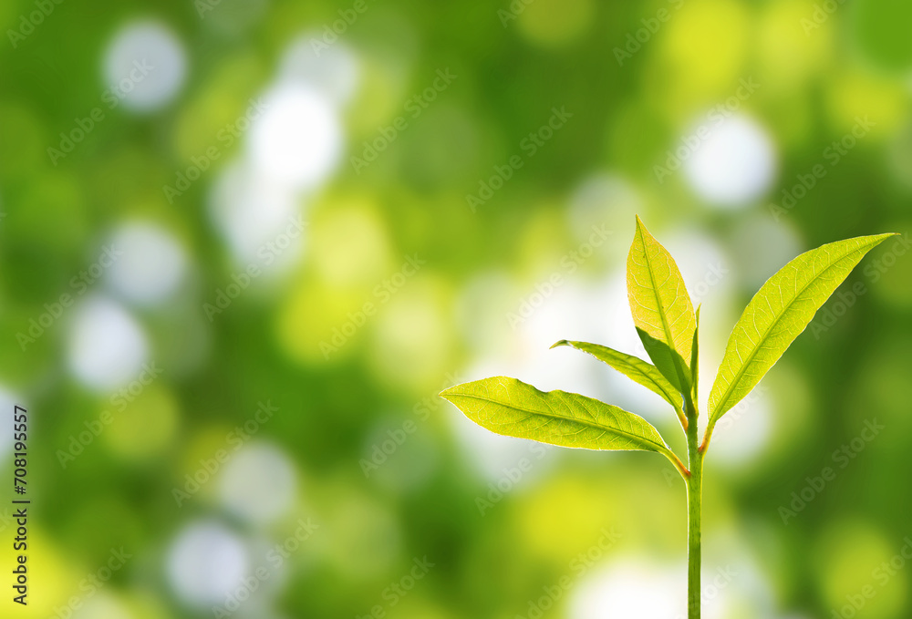 Wall mural new bright green plant growth on the blurred spring garden background.