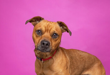 Obraz premium studio shot of a cute dog on an isolated background