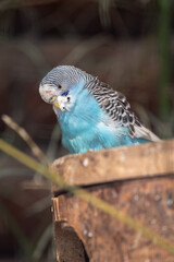 Parakeet on a light blue box.