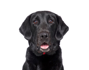 Fototapeta premium studio shot of a cute dog on an isolated background