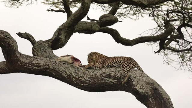 Leopard grooming in a tree before eating her kill