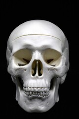 Human skull model