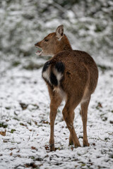 Fototapeta premium Female Sika vietnamese outdoors in winter.