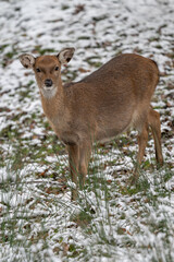 Female Sika vietnamese outdoors in winter.