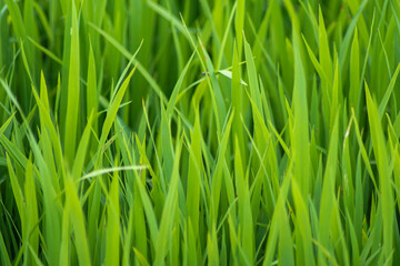 A close-up view of rice seeds that are old enough to be planted in the fields