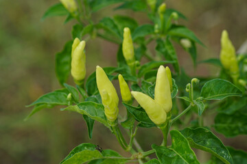 young cayenne pepper on the tree