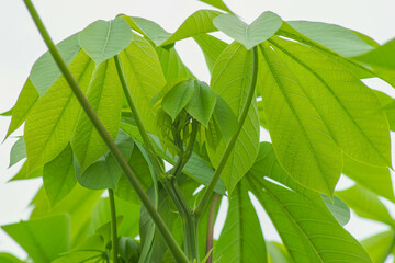 Fototapeta na wymiar Close-up view of green leaves of cassava tree