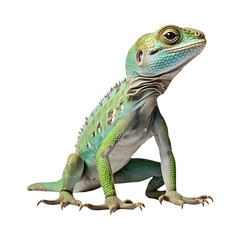 Green_Iguana isolated on transparent and white background