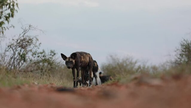 Wild dog on the road with a collar stares at camera