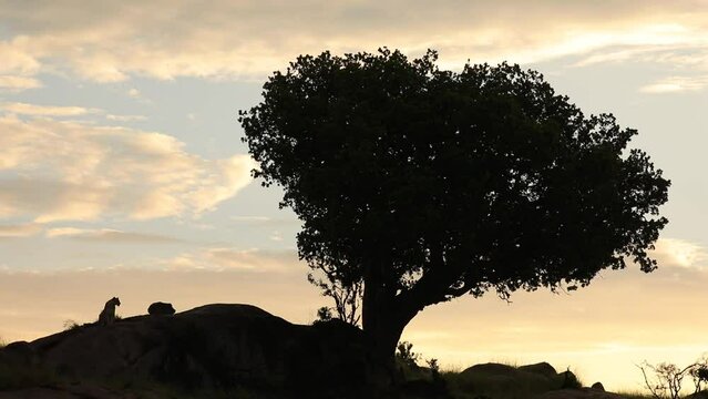 A lioness silhouetted against the morning sky