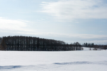 雪原とカラマツ林