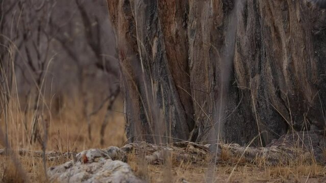 A eastern chanting goshawk takes flight