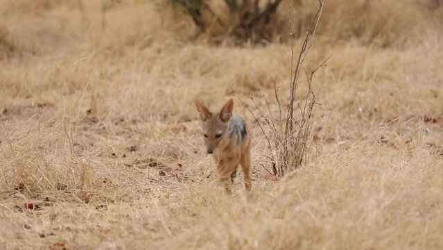 A black-backed jackal sniffing around for food