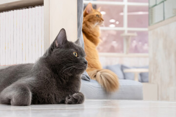 猫カフェの猫たち