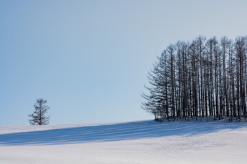 雪の丘の上のカラマツ林　美瑛町
