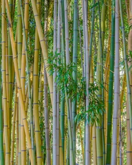 Foto op Canvas bamboo forest background © ChuckS
