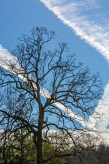 tree and sky with contrails