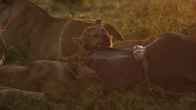 A lion cub close up eating a wildebeest kill 