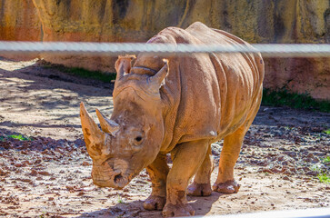 rhino in the Atlanta Zoo